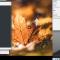 Linux Desktop on Dual Monitor with Different DPI